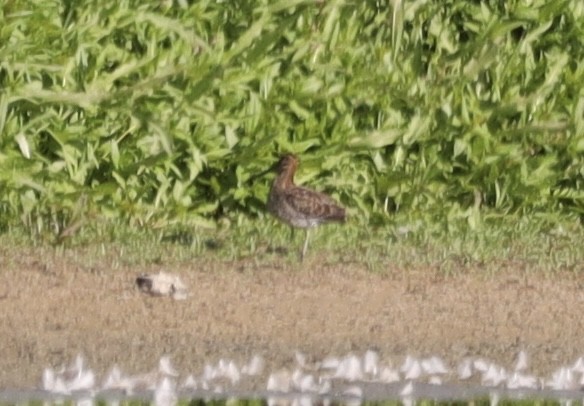 Bécassine de Wilson - ML622791760