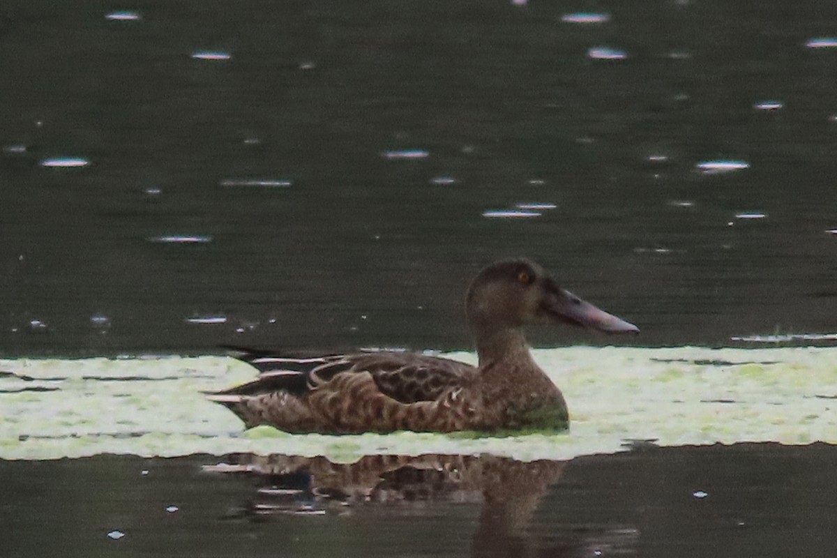 Northern Shoveler - ML622791768