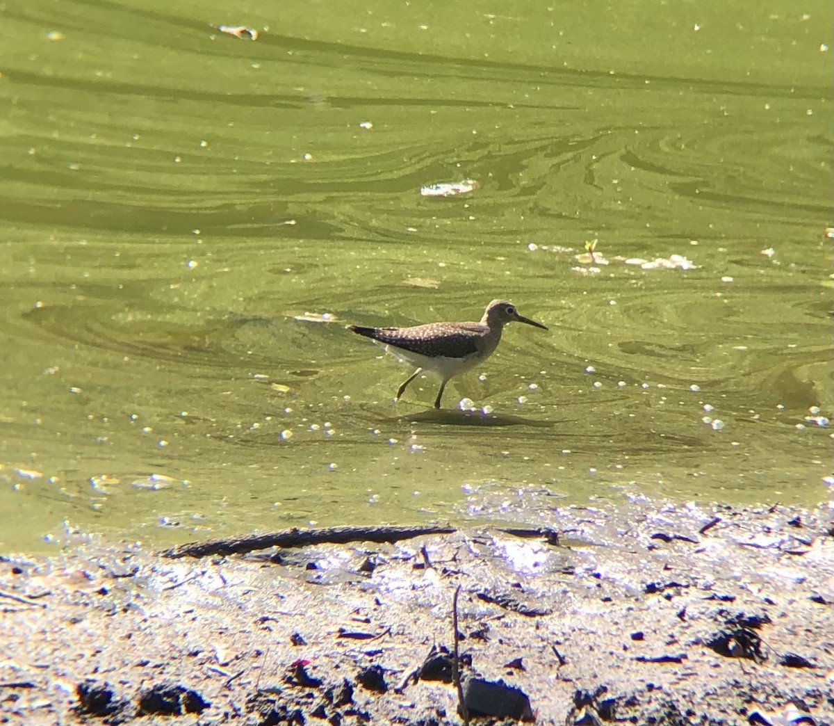 Solitary Sandpiper (solitaria) - KZ F