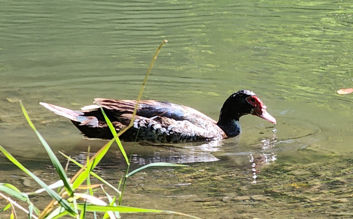 Muscovy Duck (Domestic type) - ML622791805