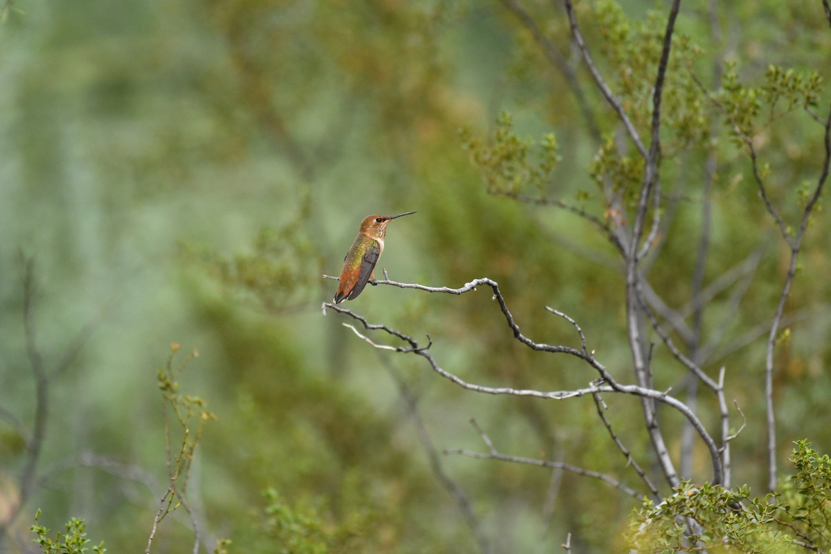 Rufous Hummingbird - ML622791850