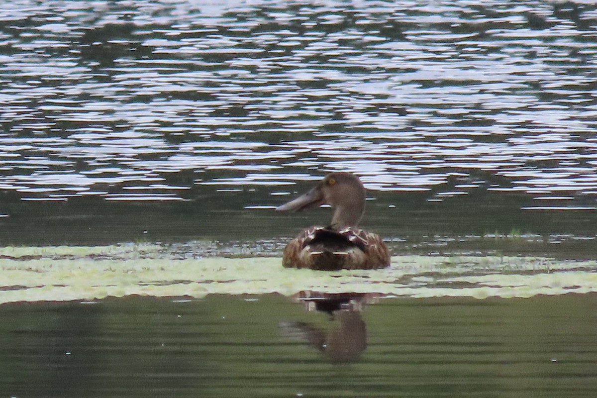 Northern Shoveler - ML622791878