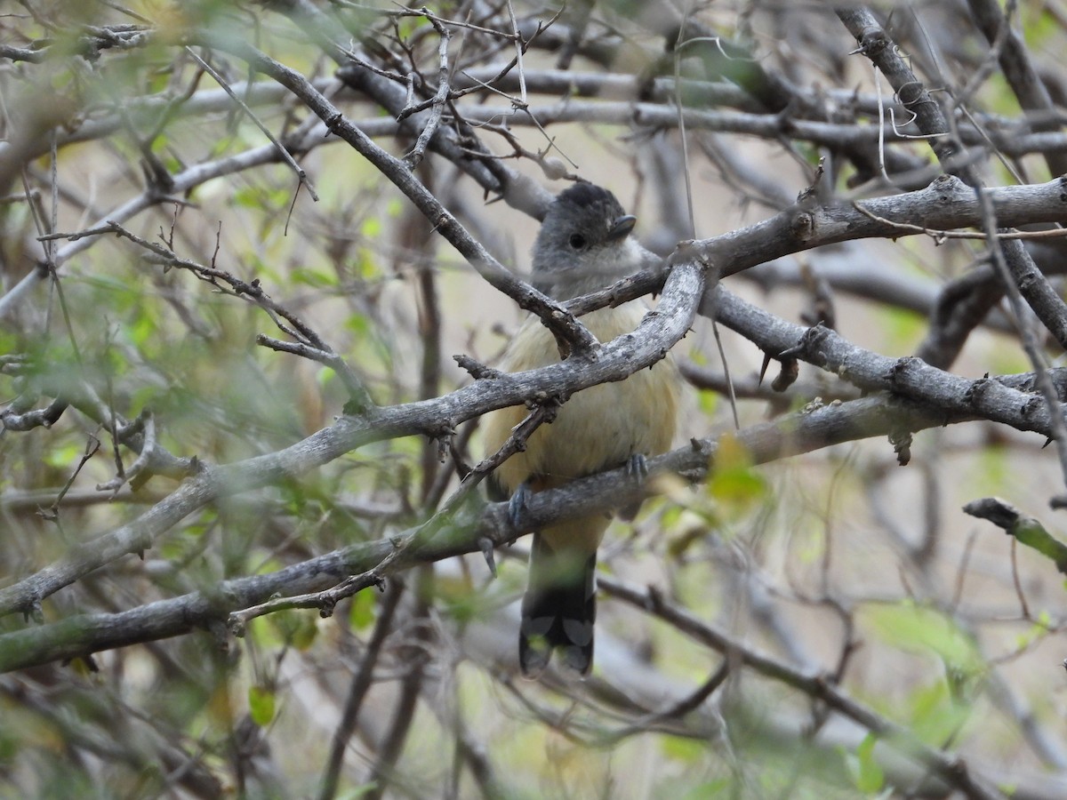 Variable Antshrike - Más Aves