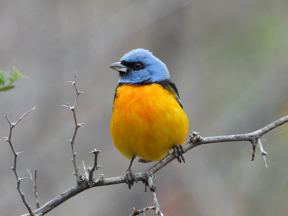 Blue-and-yellow Tanager - Más Aves