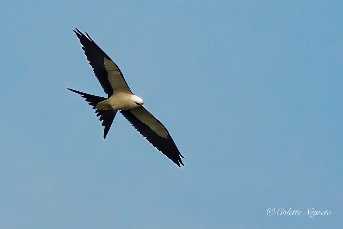 Swallow-tailed Kite - Colette Vranicar