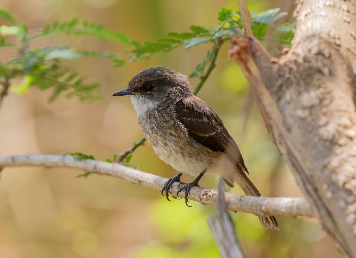 Swamp Flycatcher - ML622792051