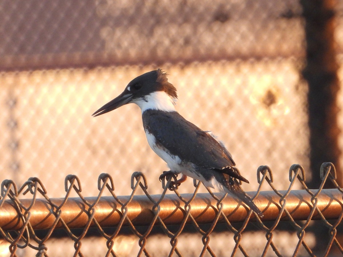 Belted Kingfisher - Doug Lithgow