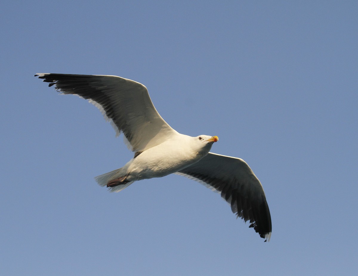 Great Black-backed Gull - Steve Glover