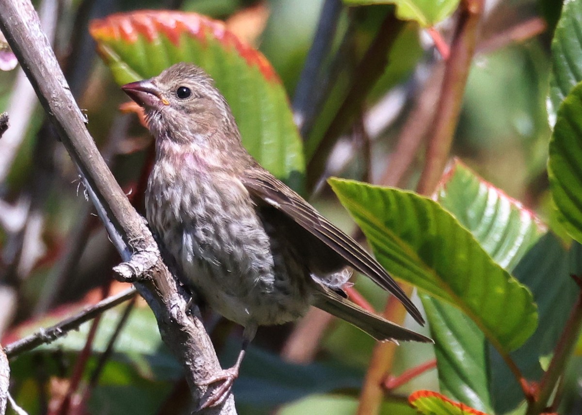 Purple Finch - ML622792202