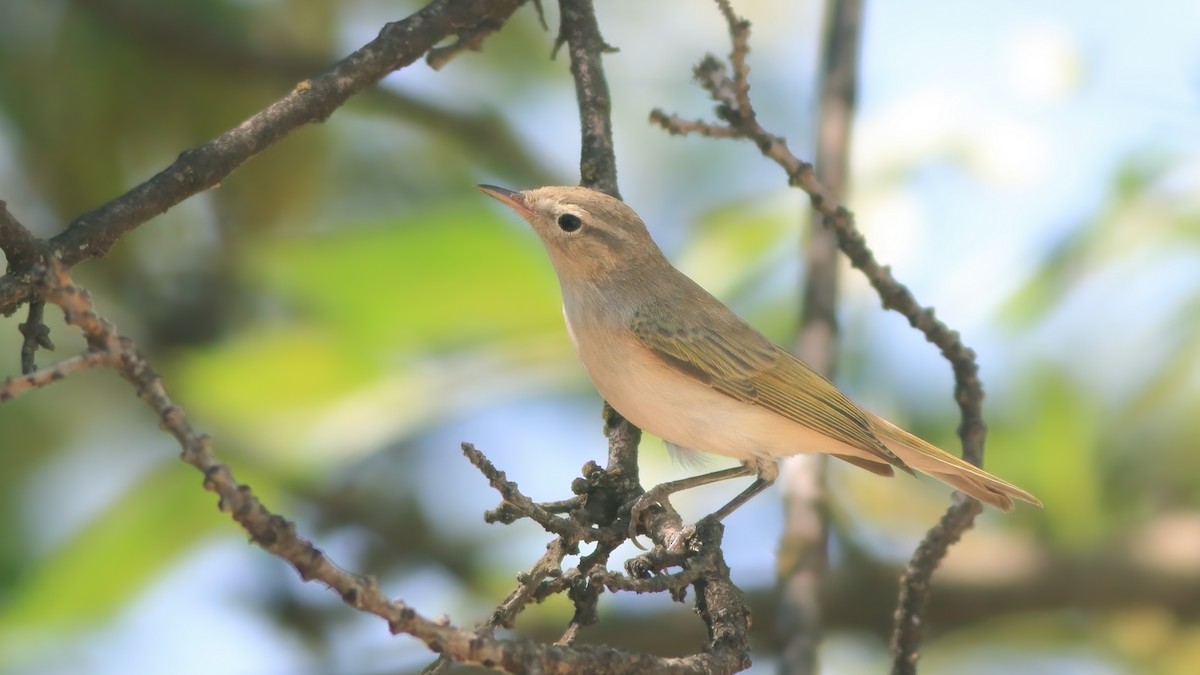 Eastern Bonelli's Warbler - Kuzey Cem Kulaçoğlu