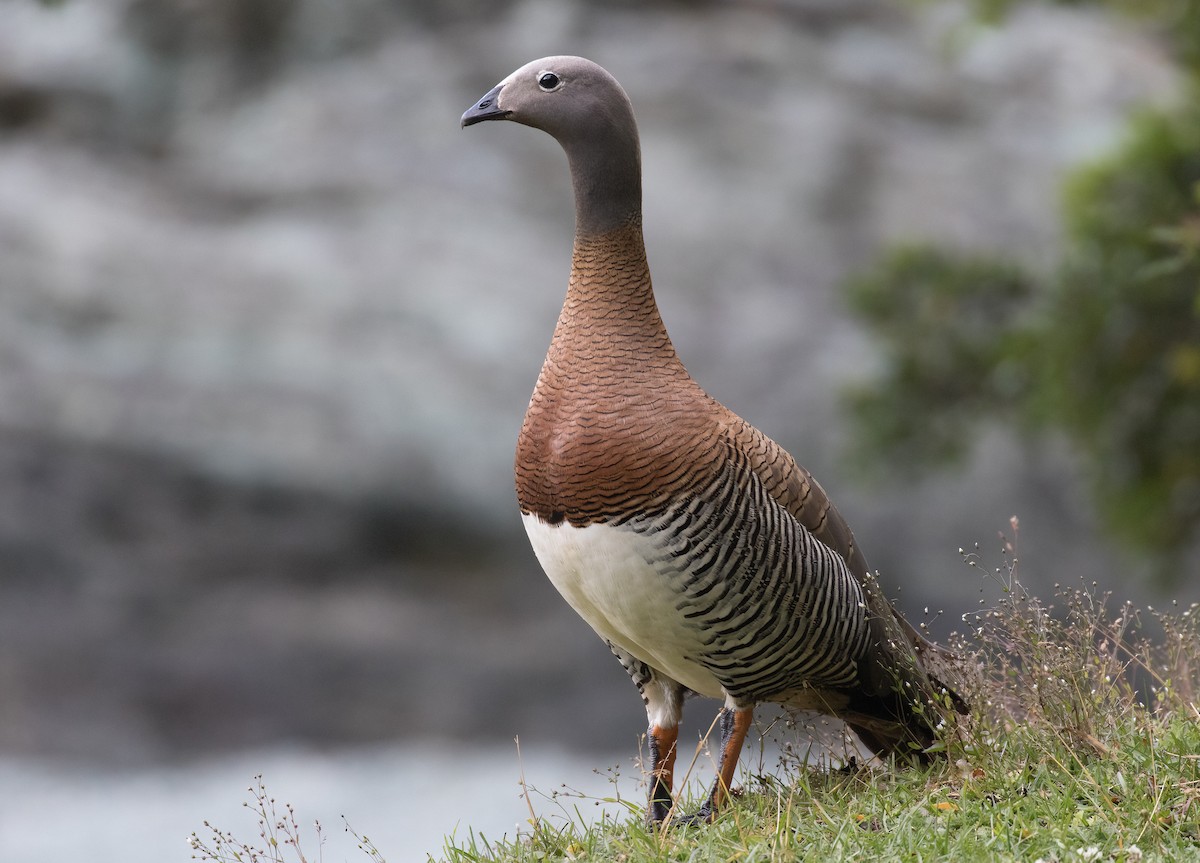 Ashy-headed Goose - Simon Best