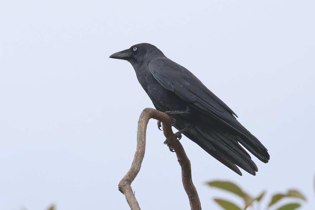 Torresian Crow - Dennis Devers