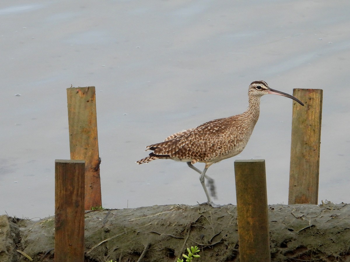 Whimbrel - Doug Lithgow