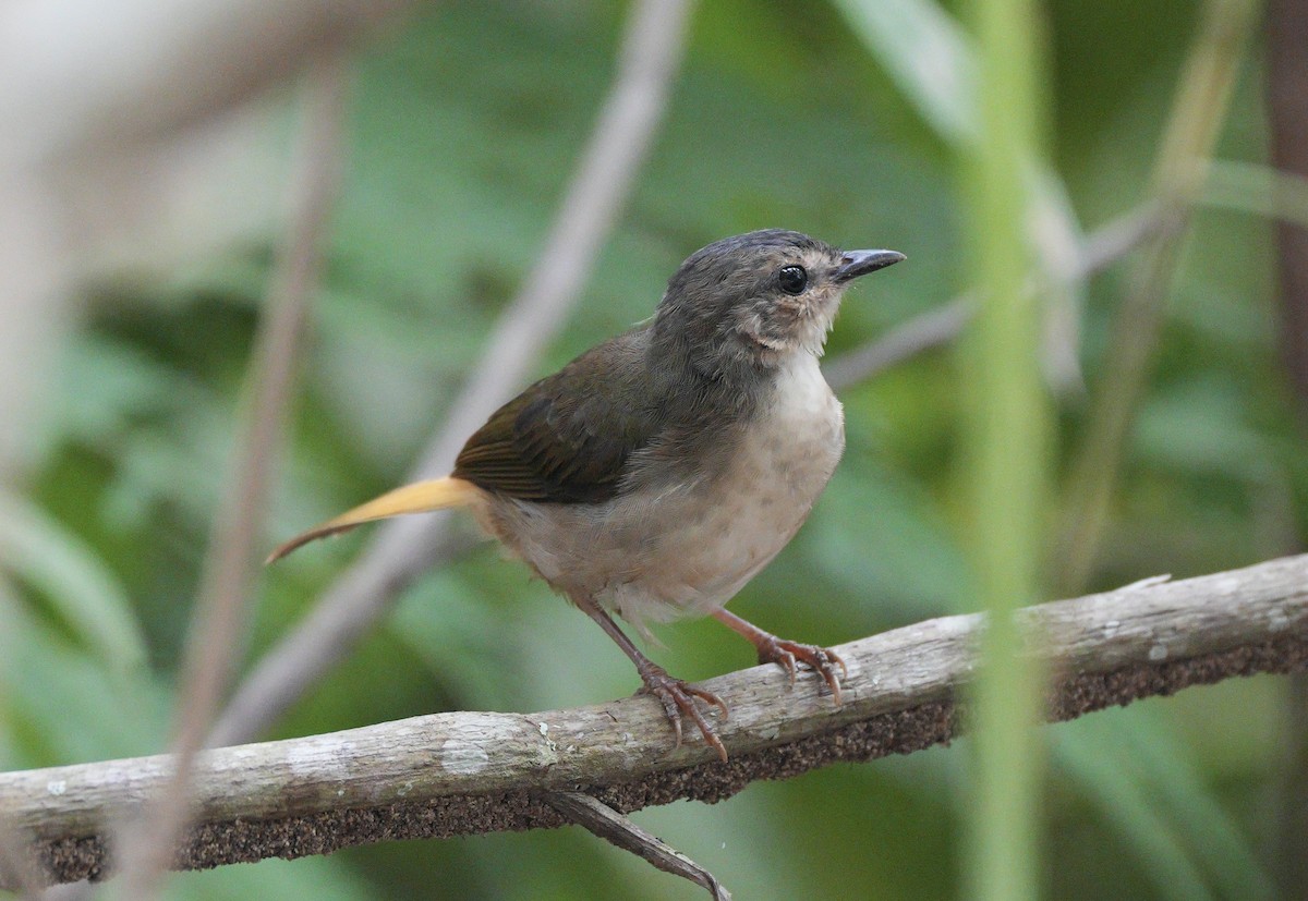 Buff-rumped Warbler - Taylor Abbott