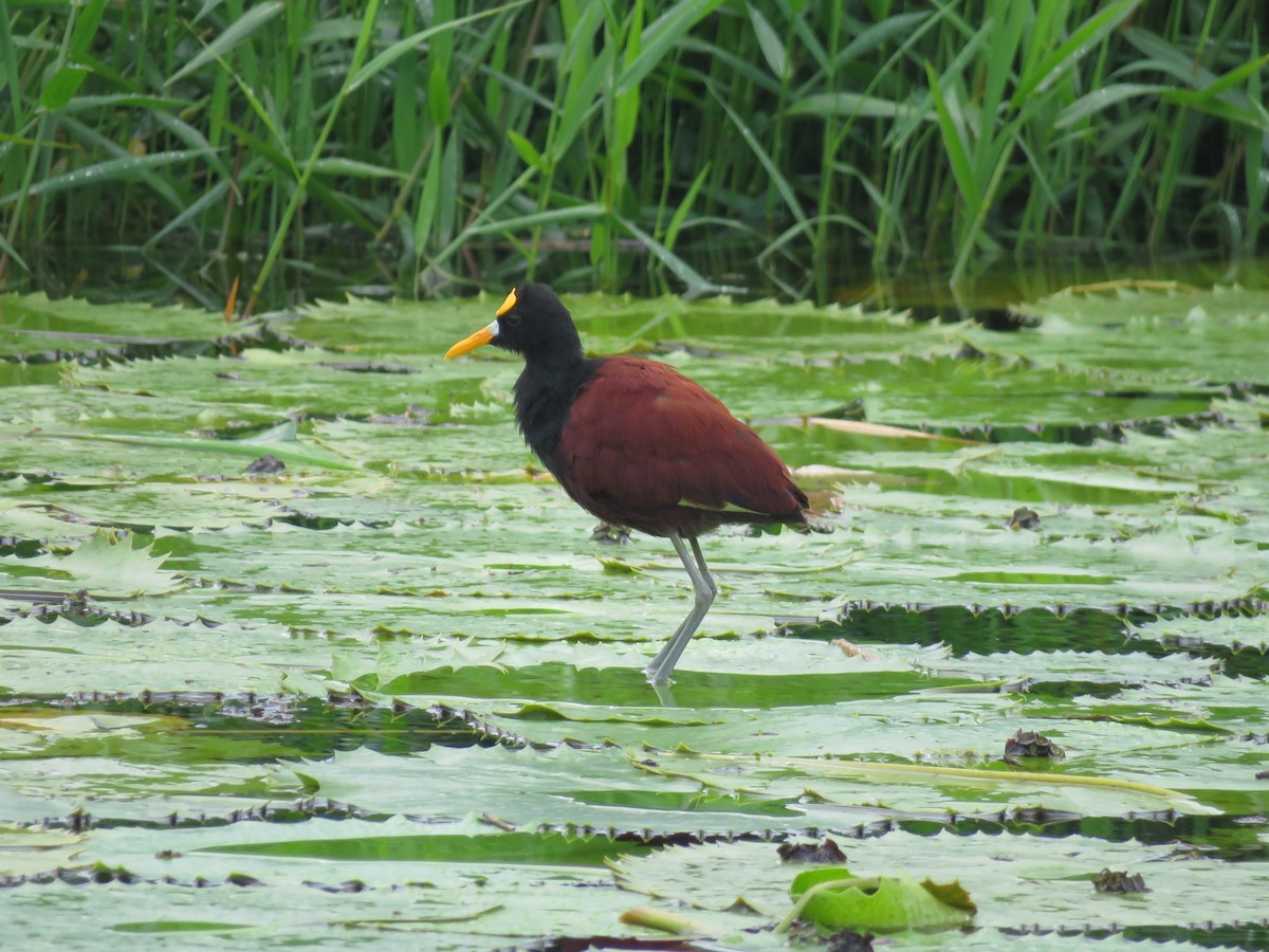 Northern Jacana - Jose Madrid