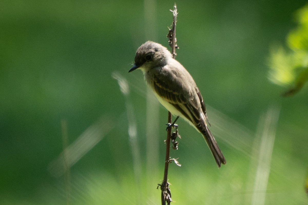 Eastern Phoebe - Ed McGee