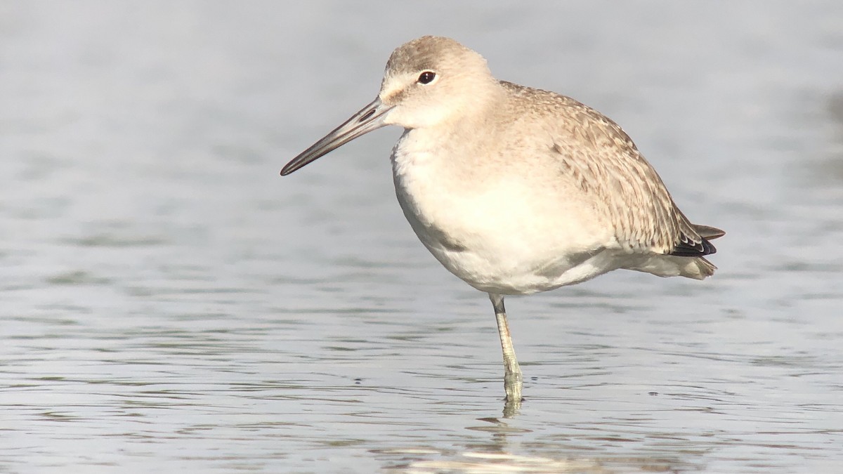 Willet (Western) - Andrew Baksh