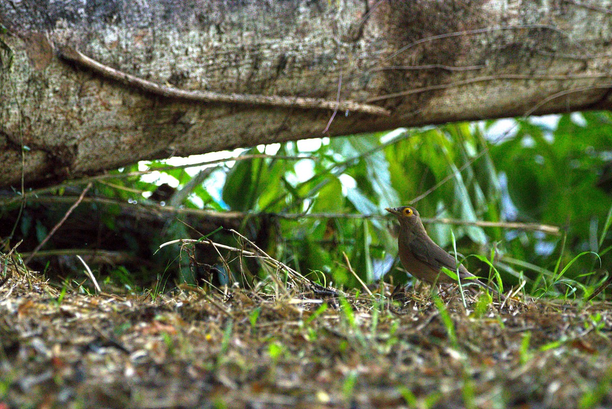 Spectacled Thrush - Mattéo Antoine