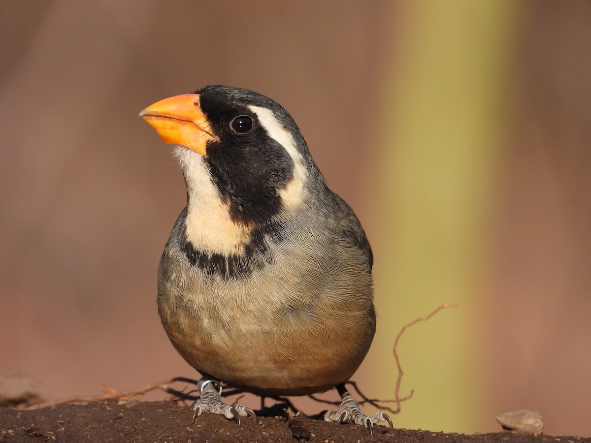 Golden-billed Saltator - Más Aves