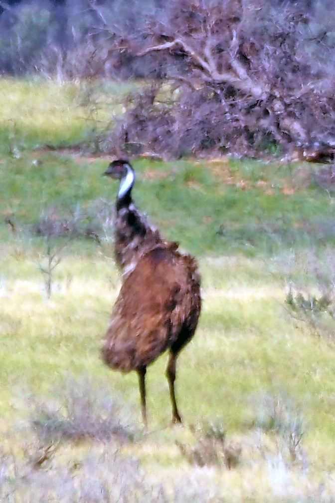 Emu - ML622792312