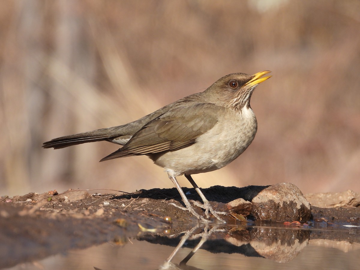 Creamy-bellied Thrush - Más Aves