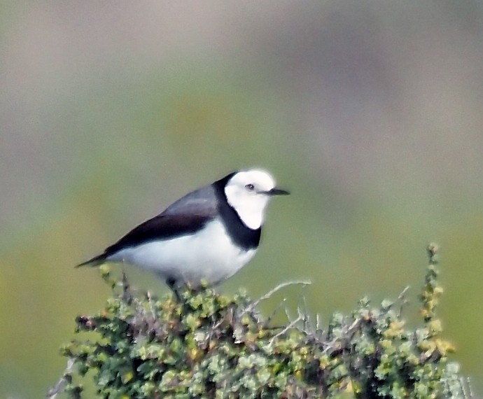 White-fronted Chat - Steve Law