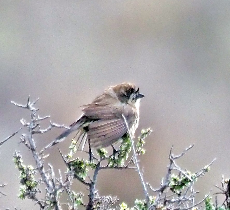 Southern Whiteface - Steve Law