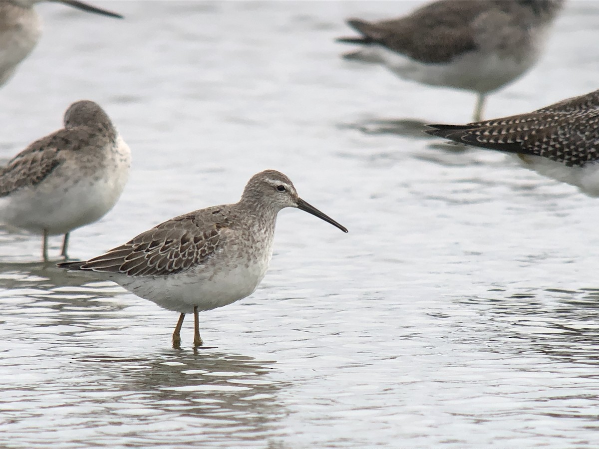 Stilt Sandpiper - Andrew Baksh