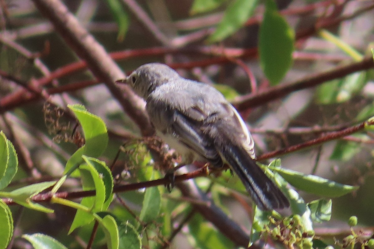 Blue-gray Gnatcatcher - ML622792365