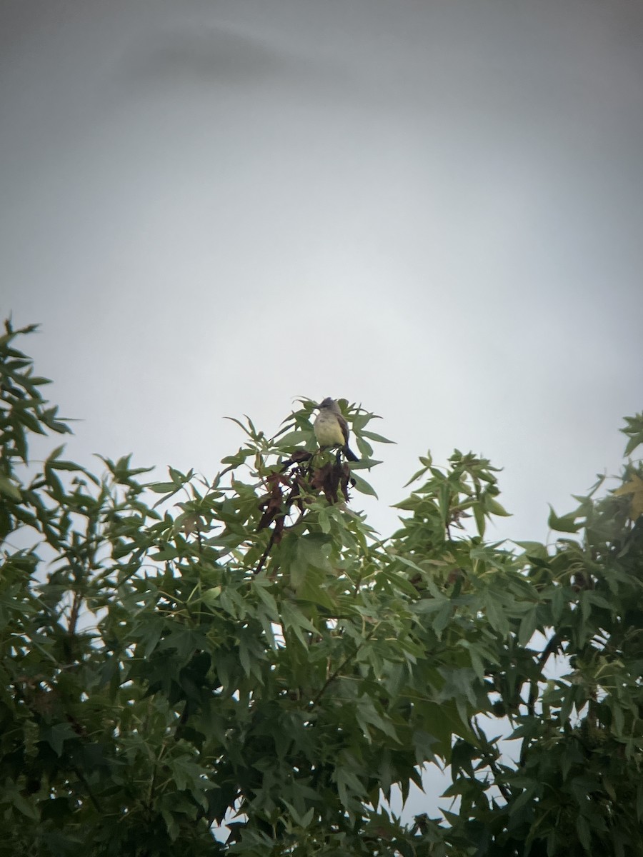 Western Kingbird - ML622792366