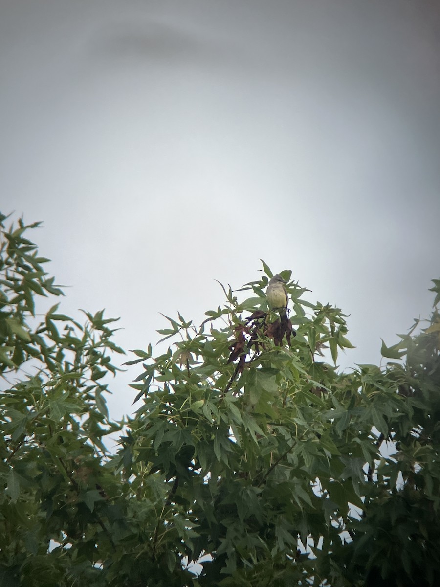 Western Kingbird - ML622792367