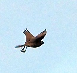 Brown Songlark - ML622792371