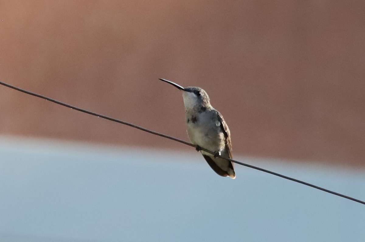 Black-chinned Hummingbird - Lillian Derwelis