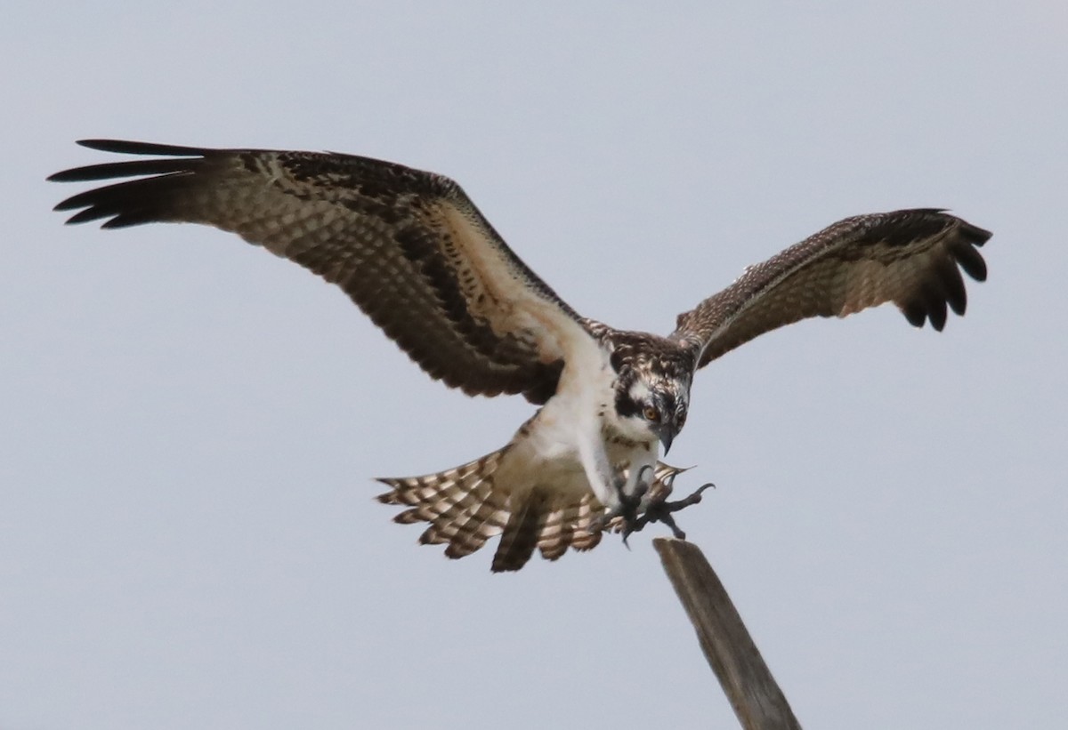 Osprey - Kevin Munro Smith