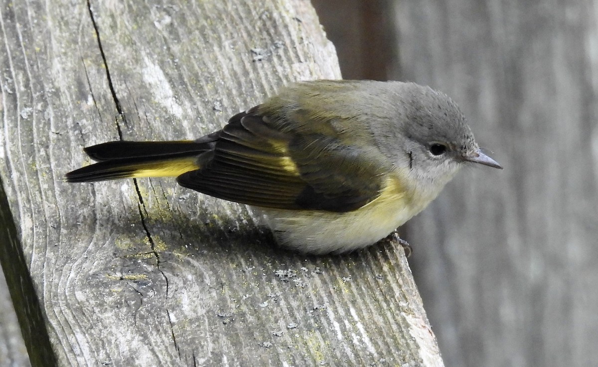 American Redstart - ML622792425