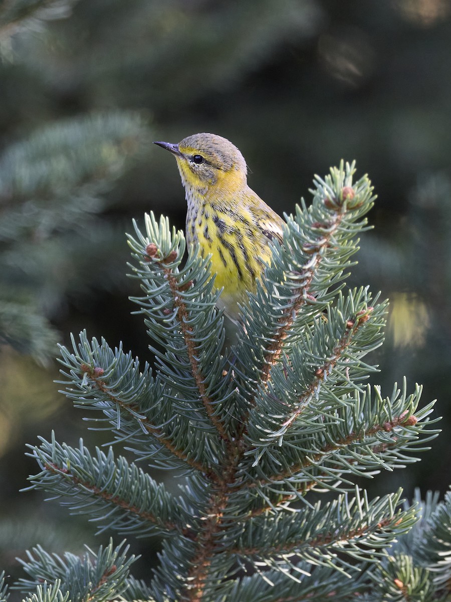 Cape May Warbler - ML622792456