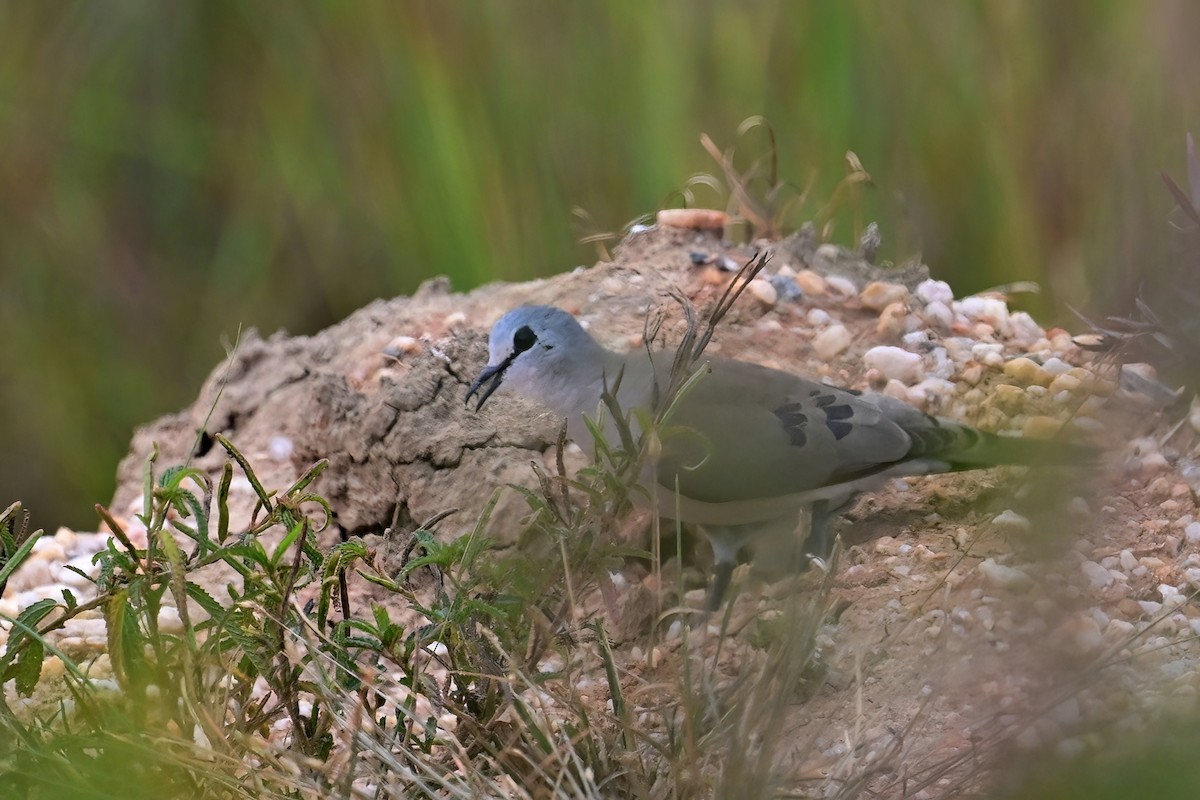 Black-billed Wood-Dove - ML622792468