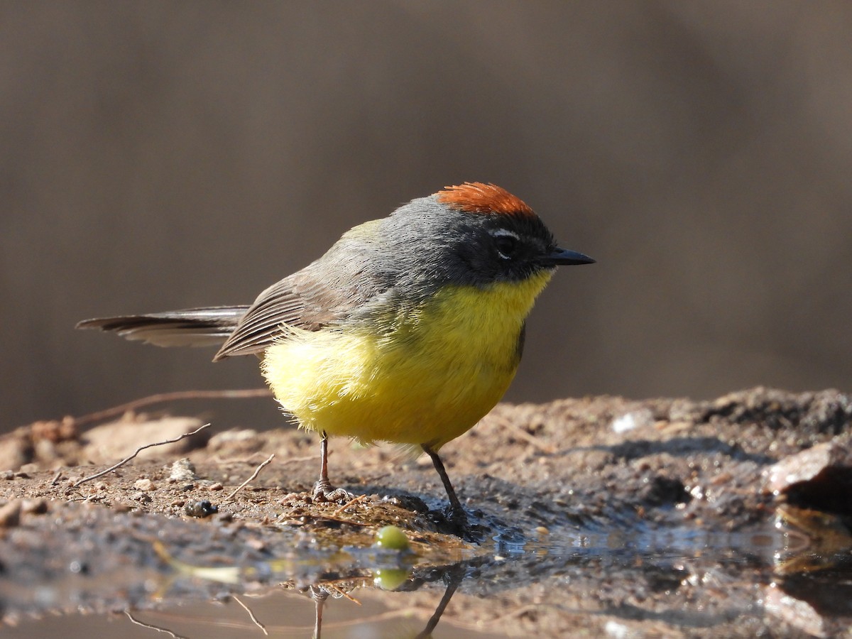 Brown-capped Redstart - ML622792492