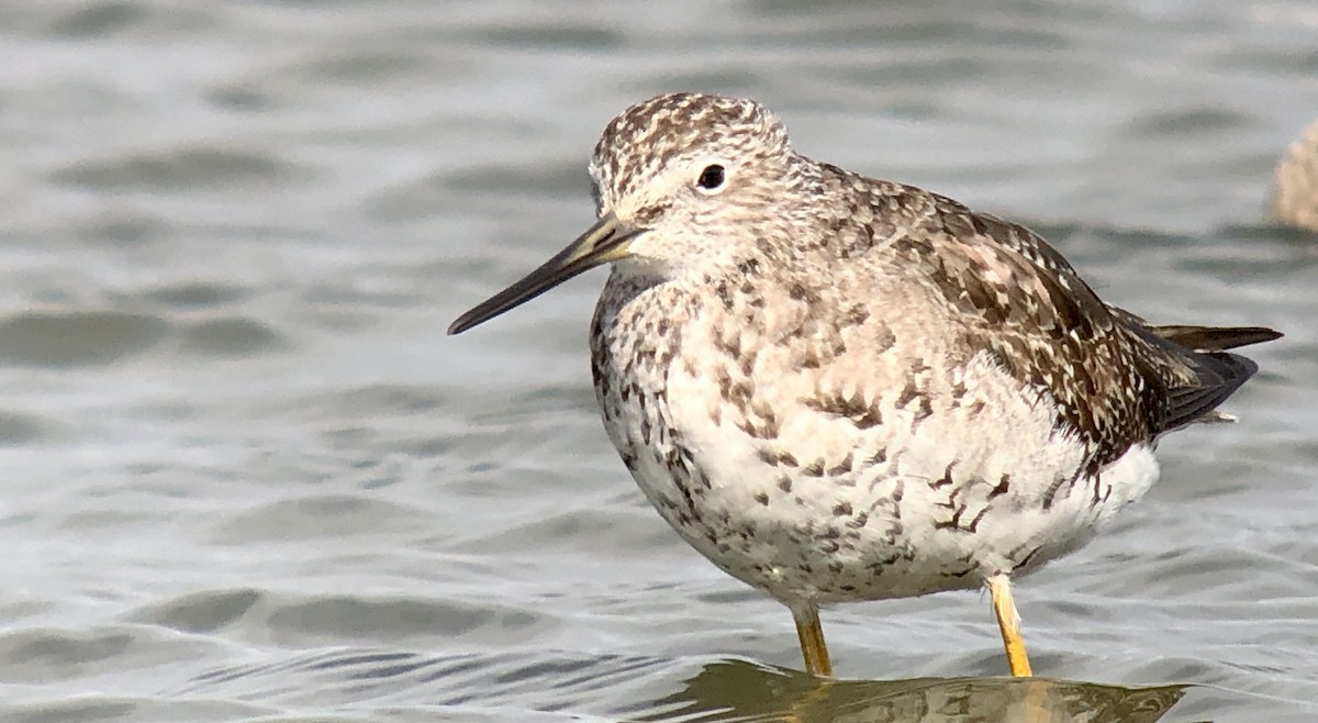 Greater Yellowlegs - ML622792525