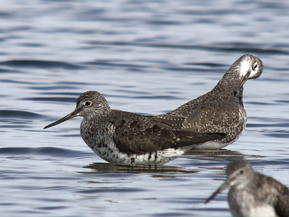 Greater Yellowlegs - ML622792526