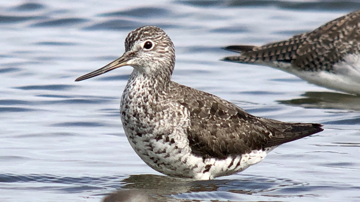 Greater Yellowlegs - ML622792527