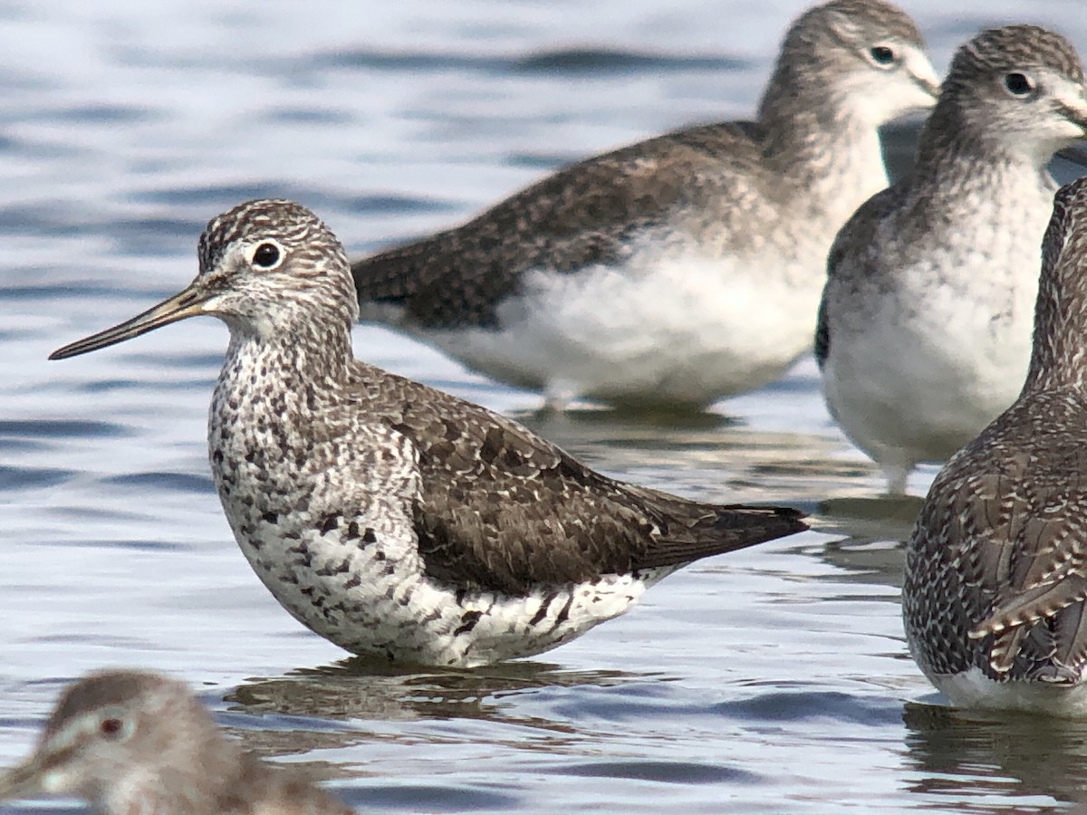 Greater Yellowlegs - ML622792528