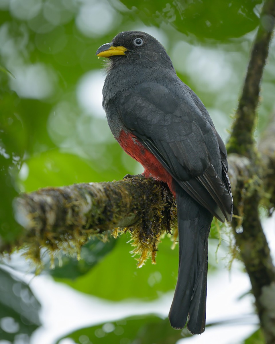 Blue-tailed Trogon - Sean Crockett