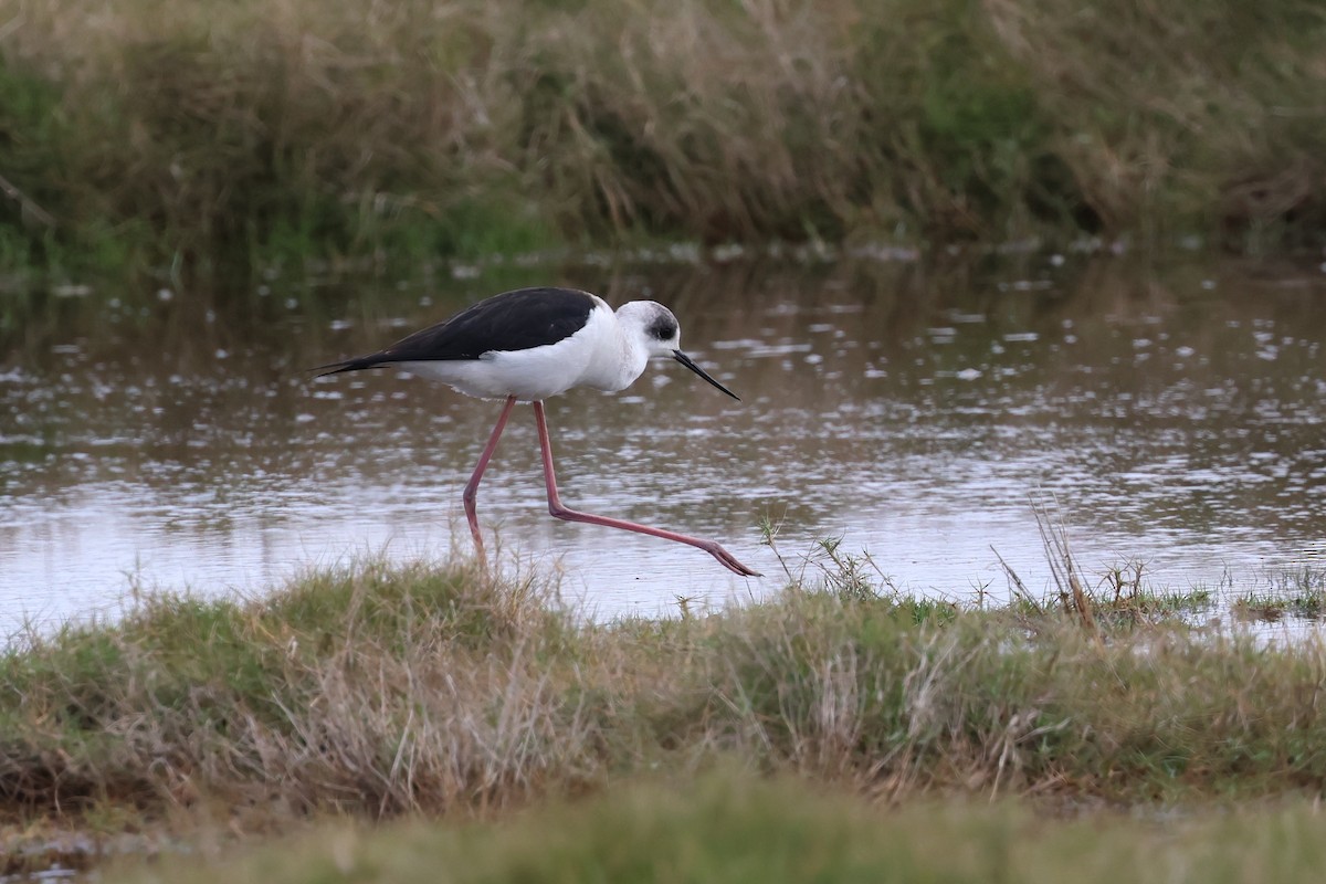 Pied Stilt - Dennis Devers