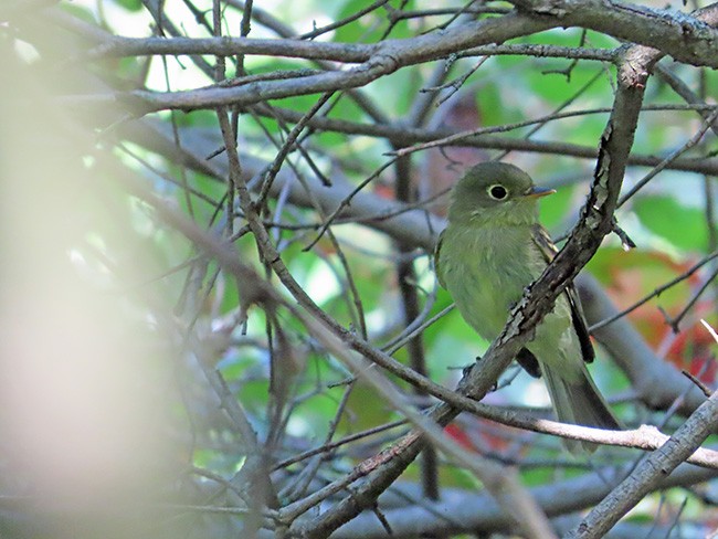 Yellow-bellied Flycatcher - Nancy Anderson