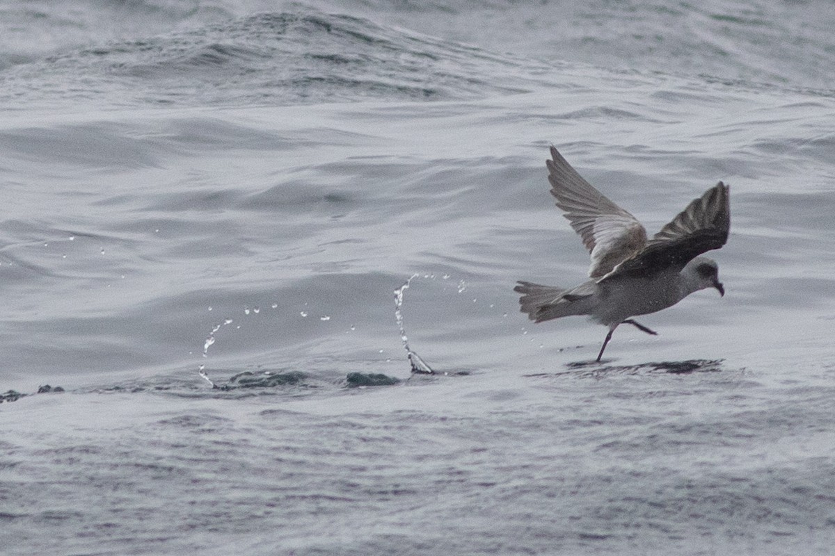 Fork-tailed Storm-Petrel - Rob Fowler