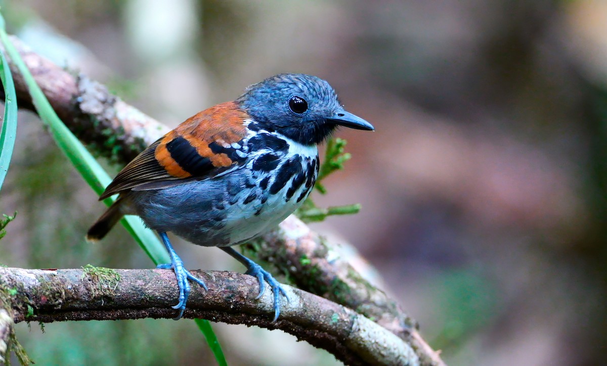 Spotted Antbird - Mike Melton