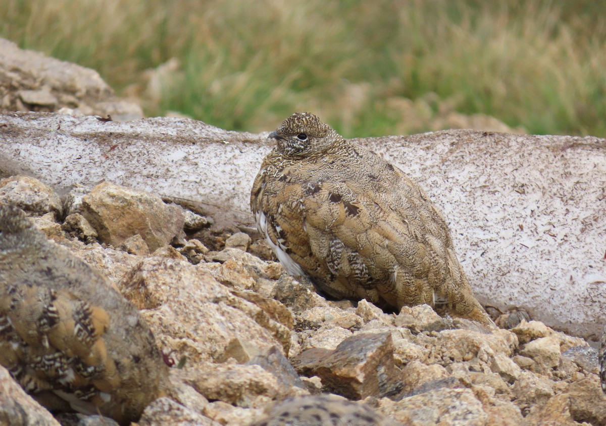 White-tailed Ptarmigan - ML622792594