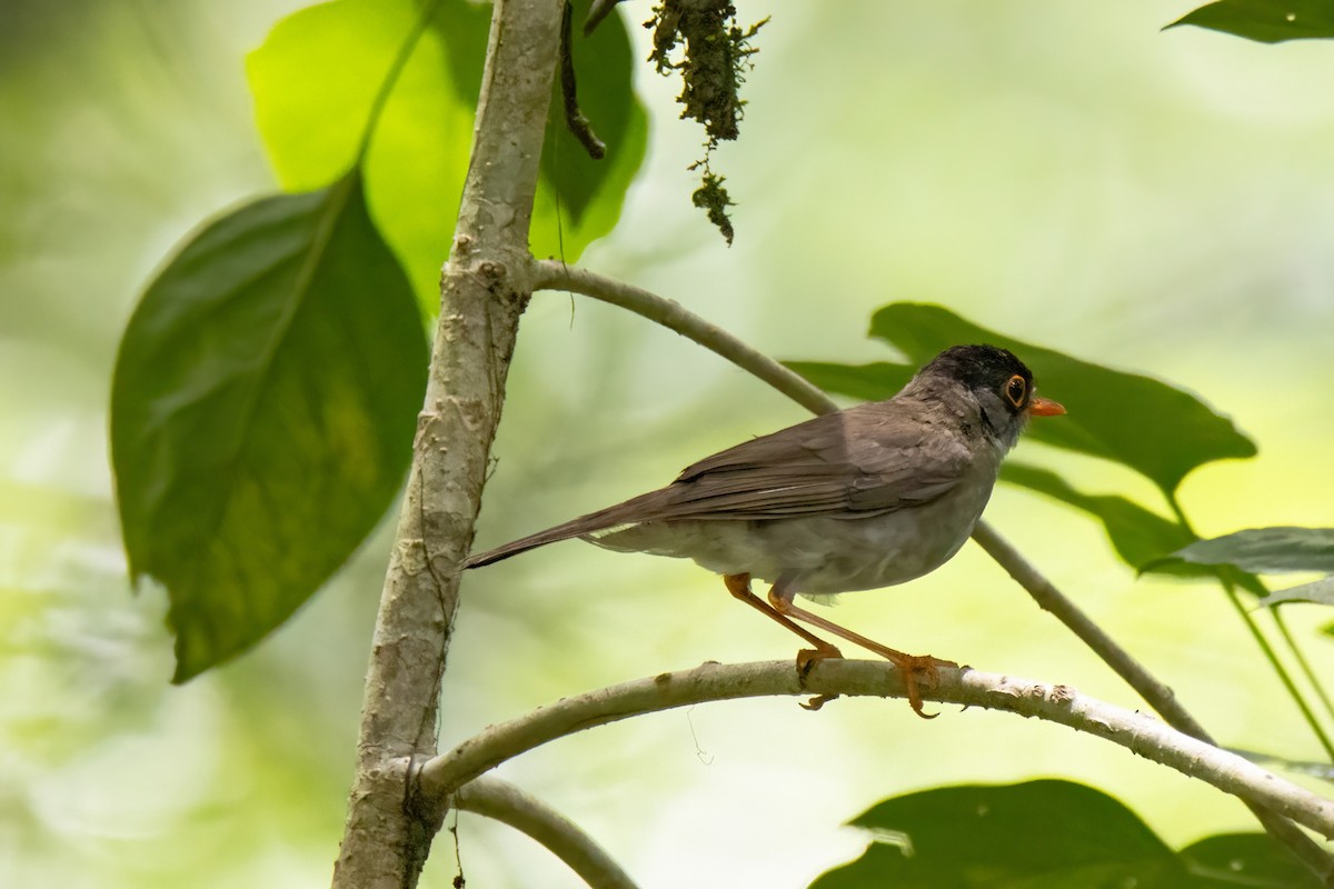 Black-headed Nightingale-Thrush - ML622792615