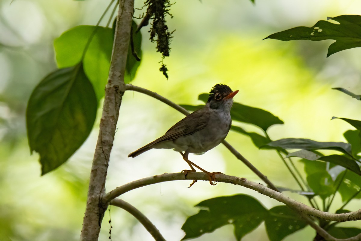 Black-headed Nightingale-Thrush - ML622792616